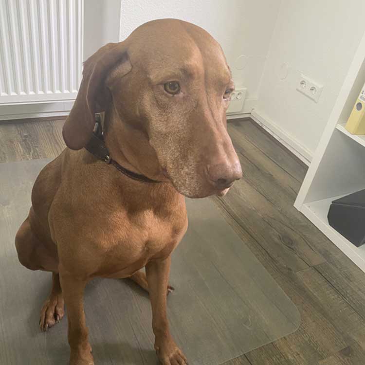 Suna – Haushund